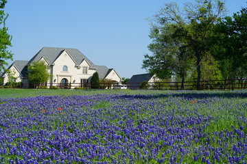 Countryside home with Texas Bluebonnet wildflowers blooming during spring time