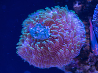 Anemone under black light