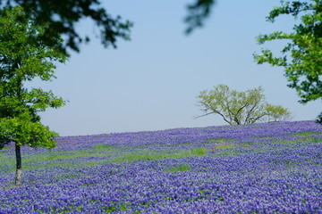 A meadow of Texas Bluebonnet wildflowers blooming during spring time