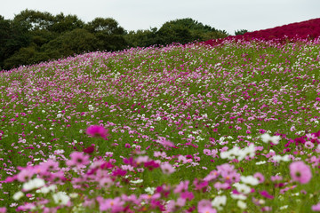 Beautiful Cosmo flower field