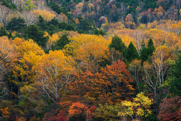 Obraz premium Beautiful Autumn forest with colourful tree and plant