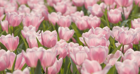 Obraz premium Colorful tulip flower farm