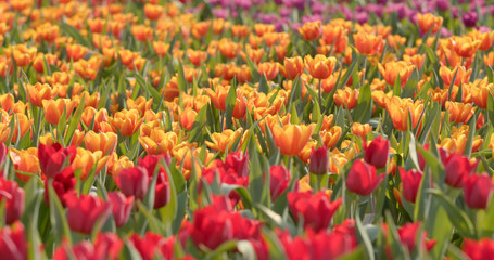Colorful Tulip farm