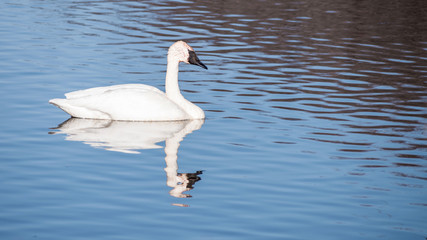 A lonely swan is swimming at icy lake in early spring of Minnesota