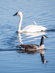 A lonely swan is swimming at icy lake in early spring of Minnesota