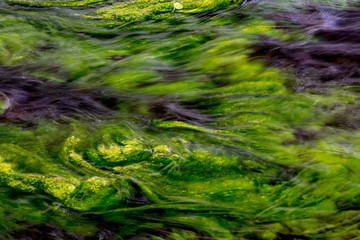 Green allgae in a flowing creek background or backdrop
