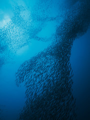 School of fish © Michal