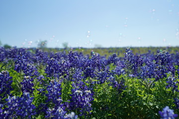 Countryside view of Bluebonnet Trails in North Texas