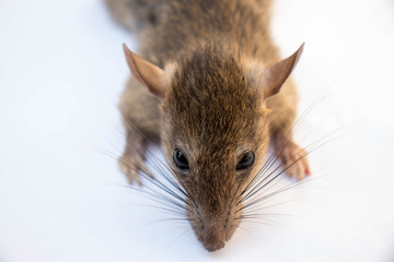 Close up brown rat or mouse isolated on white background.