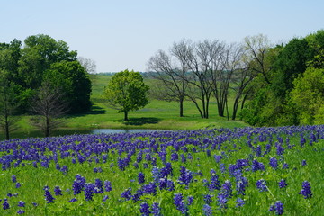 Fototapeta na wymiar Countryside view of Bluebonnet Trails in North Texas
