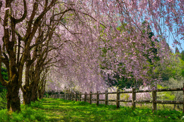 満開のしだれ桜