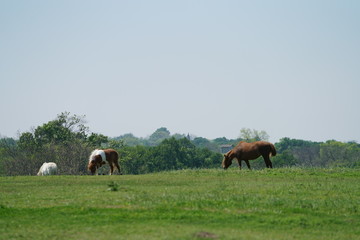 Fototapeta na wymiar Countryside view with horses in North Texas