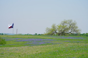 View of a Texas Flag along the Ennis Bluebonnets Trail during spring time showing the wildflowers in bloom