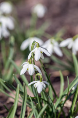 white snowdrops in spring closeup
