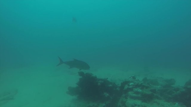 Greater amberjack (Seriola dumerili). Cabo Pulmo National Park, The world's aquarium. Baja California Sur,Mexico.
