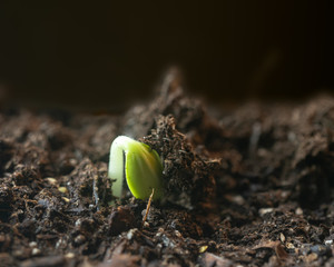 Emerging single seedling