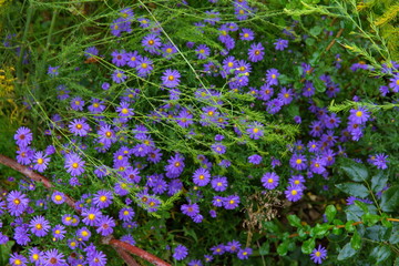 聖レオナルド教会の花