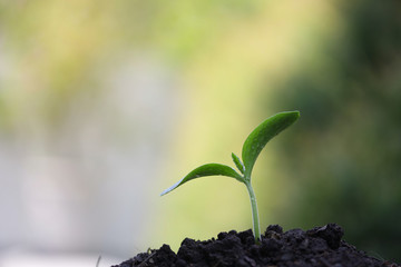 Small plant planting