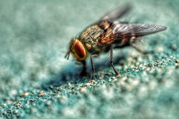 Housefly closeup