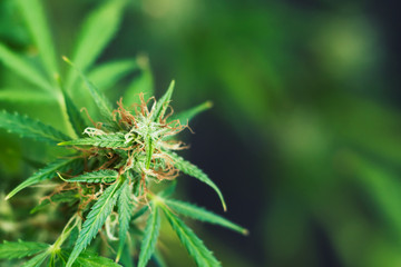 Beautiful buds of cannabis grown indoor before harvest. Macro shot with sugar trichomes cbd thc,...