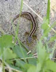 Zauneidechse auf einem Stein