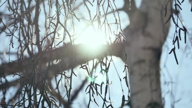 Winter Sunset in the birchwood. rays of the sun through the branches of the birch tree Russian traditions nature landscape winter