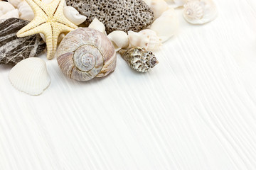 various seashells, starfish, and pebble on white wooden background. macro view with copy space&nbsp;