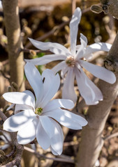 weiße Sternmagnolie,Magnolia stellata