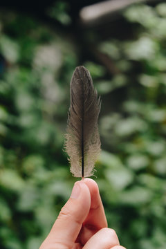 Pluma