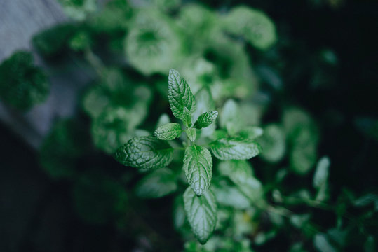 hoja verde fresca