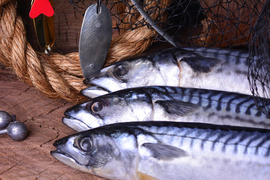 Fishing for mackerel