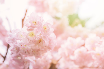 Close up of Pink Cherry Blossoms or known as Sakura in Japanese isolated against sun light during spring time.