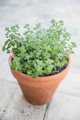 Lemon thyme leaves from the herb garden. Thymus citriodorus or lemon thyme or Citrus thyme