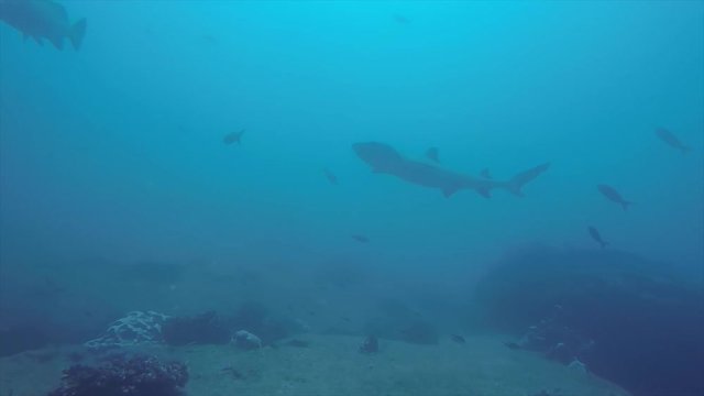 Whitetip reef Shark (triaenodon obesus). reefs of the Sea of Cortez, Pacific ocean. Cabo Pulmo, Baja California Sur, Mexico. The world's aquarium.