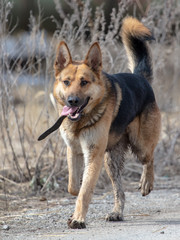 Dog runs on nature in the spring
