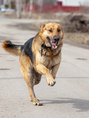 Dog runs on nature in the spring
