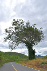 The silhouette of a very large tree with the biennial plant covering the trunk,Road in the woods,Forest in the Valley of the tropics,Thailand
