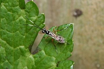 Ichneumon Wasp