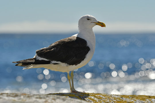 Kelp Gull or Dominican Gull, Larus dominicanus.
