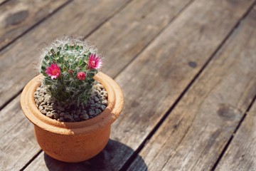 Various succulent pot plant for home decoration