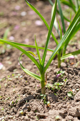 Green garlic in the soil in the garden