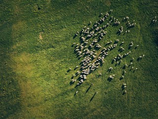 Aerial View Flock Of Sheep