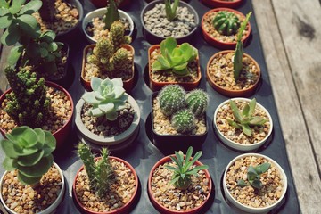 Various succulent pot plant for home decoration