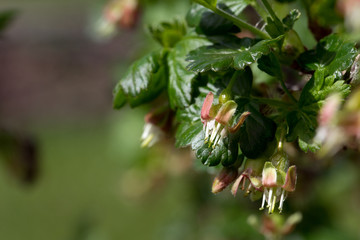 Stachelbeere / Blüte von einem Stachelbeerstrauch