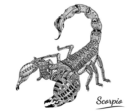scorpio zentangle of zodiac.scorpion tattoo on gray background.