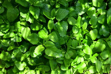 家庭園芸、ハーブ、新緑イメージ素材、丈夫なレモンバーム