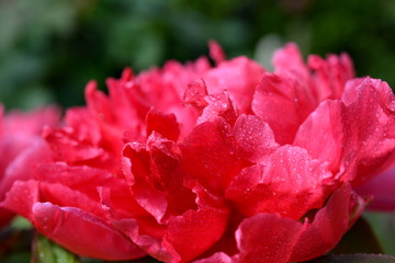 満開の赤い牡丹