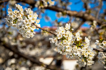 Flowers of the cherry blossoms on a spring day.