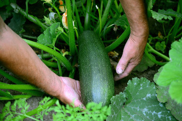 the farmer is holding a vegetable marrow in the garden