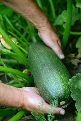 the farmer is holding a zucchini in the garden